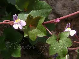 Attēlu rezultāti vaicājumam “Cymbalaria muralis flower”
