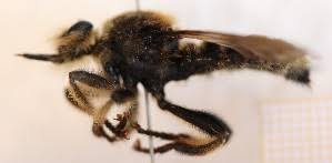 Attēlu rezultāti vaicājumam “Laphria gibbosa”