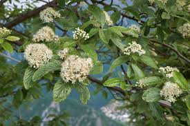 Attēlu rezultāti vaicājumam “Sorbus aria”