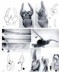 Attēlu rezultāti vaicājumam “Trichocera regelationis”