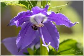 Image result for Campanula americana