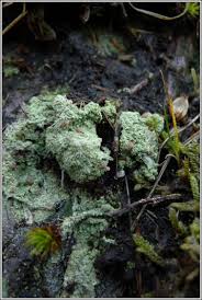 Attēlu rezultāti vaicājumam “Dibaeis baeomyces”