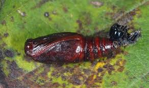 Attēlu rezultāti vaicājumam “Abraxas sylvata larva”