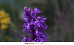 Attēlu rezultāti vaicājumam “Dactylorhiza russowii bud”