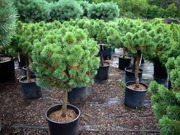 Attēlu rezultāti vaicājumam “Pinus mugo fruit”