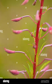 Attēlu rezultāti vaicājumam “Epilobium angustifolium bud”
