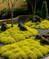 Attēlu rezultāti vaicājumam “Racomitrium canescens”