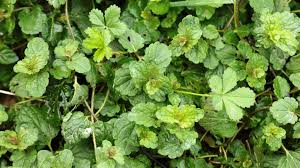 Attēlu rezultāti vaicājumam “Veronica chamaedrys leaf”