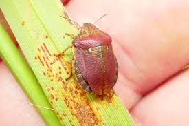 Attēlu rezultāti vaicājumam “Eurygaster testudinaria nymph”