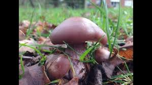 Attēlu rezultāti vaicājumam “Daedalea quercina”