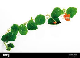 Attēlu rezultāti vaicājumam “Tropaeolum majus leaf”