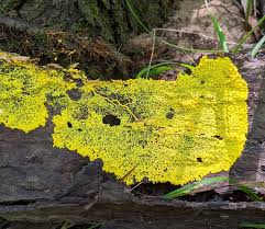 Attēlu rezultāti vaicājumam “Cribraria oregana spores”
