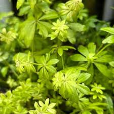 Image result for Galium odoratum