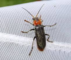 Attēlu rezultāti vaicājumam “Cantharis fusca”