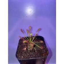 Attēlu rezultāti vaicājumam “Drosera intermedia”