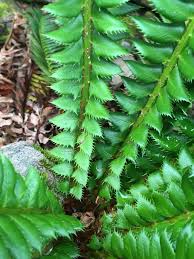 Attēlu rezultāti vaicājumam “Polystichum lonchitis”