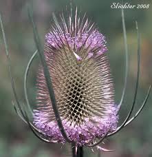 Image result for Dipsacus silvestris