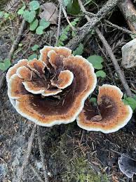 Attēlu rezultāti vaicājumam “Hydnellum aurantiacum”