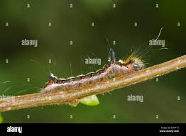 Attēlu rezultāti vaicājumam “Acronicta cuspis”