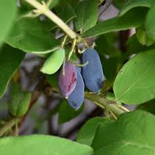 Attēlu rezultāti vaicājumam “Lonicera ferdinandii fruit”