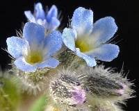 Attēlu rezultāti vaicājumam “Myosotis micrantha”