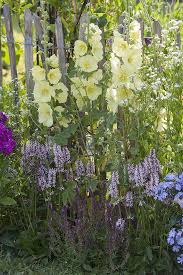 Image result for Alcea rugosa