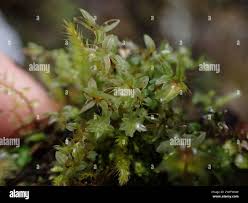 Attēlu rezultāti vaicājumam “Mnium lycopodioides”