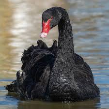 Attēlu rezultāti vaicājumam “Cygnus atratus”