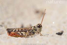 Attēlu rezultāti vaicājumam “Myrmeleotettix maculatus”