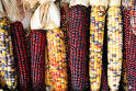 Corn (Zea mays), Indian Corn, Maize - History and Uses - Sacred ...