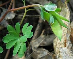 Attēlu rezultāti vaicājumam “Corydalis intermedia fruit”