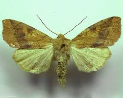 Attēlu rezultāti vaicājumam “Enargia paleacea”