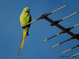 Image result for Psittacula krameri