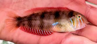 Image result for Xyrichtys novacula