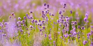 Image result for Lavendel