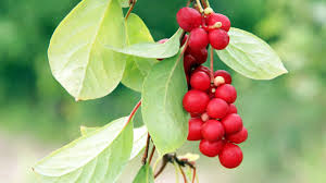 Attēlu rezultāti vaicājumam “Schisandra chinensis”