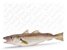 Image result for Merlangius merlangus