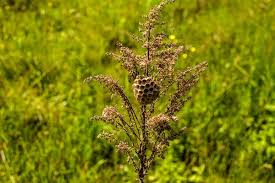 Attēlu rezultāti vaicājumam “Carlina biebersteinii leaf”