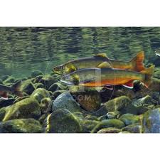 Image result for Salvelinus alpinus