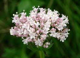 Image result for Valeriana officinalis
