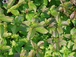 Image result for Pfefferminze