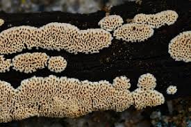 Attēlu rezultāti vaicājumam “Antrodia pulvinascens”