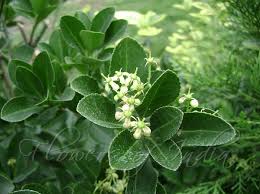 Attēlu rezultāti vaicājumam “Euonymus flower”