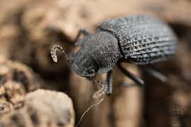 Attēlu rezultāti vaicājumam “Bolitophagus reticulatus”
