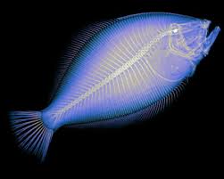 Image result for Archosargus probatocephalus