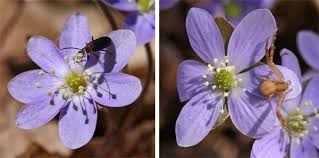 Attēlu rezultāti vaicājumam “Hepatica nobilis flower”