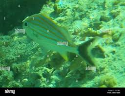 Image result for Haemulon carbonarium