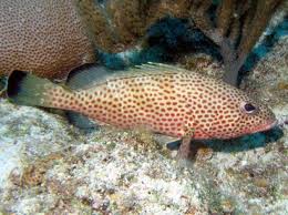 Image result for Epinephelus guttatus