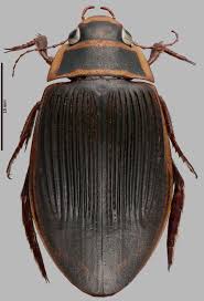 Attēlu rezultāti vaicājumam “Dytiscus sp.”