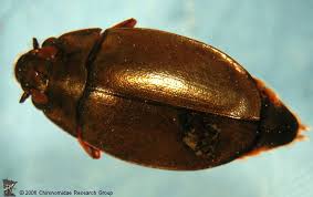 Attēlu rezultāti vaicājumam “Gyrinidae”